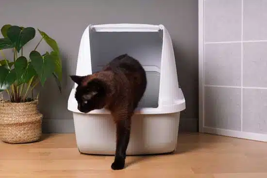 Black cat stepping out of a covered litter box in a clean and modern home setting.