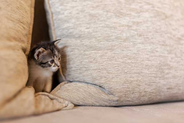 Kitten sitting in between cushions on a sofa