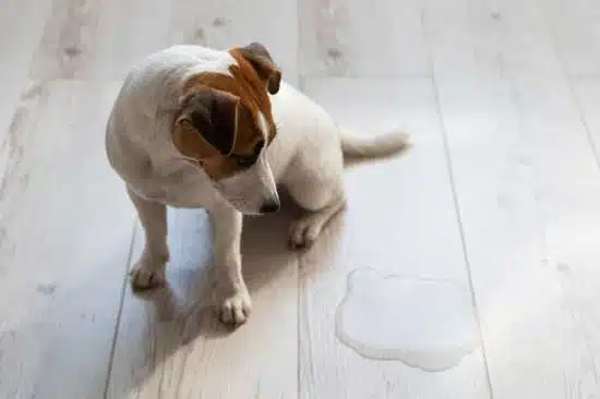 Cute puppy sat next to urine stain on the floor.