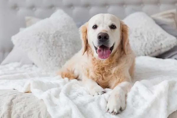 Picture of a dog sitting on a white bed.