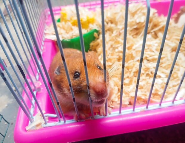 hamster lifespan- what am I doing wrong?