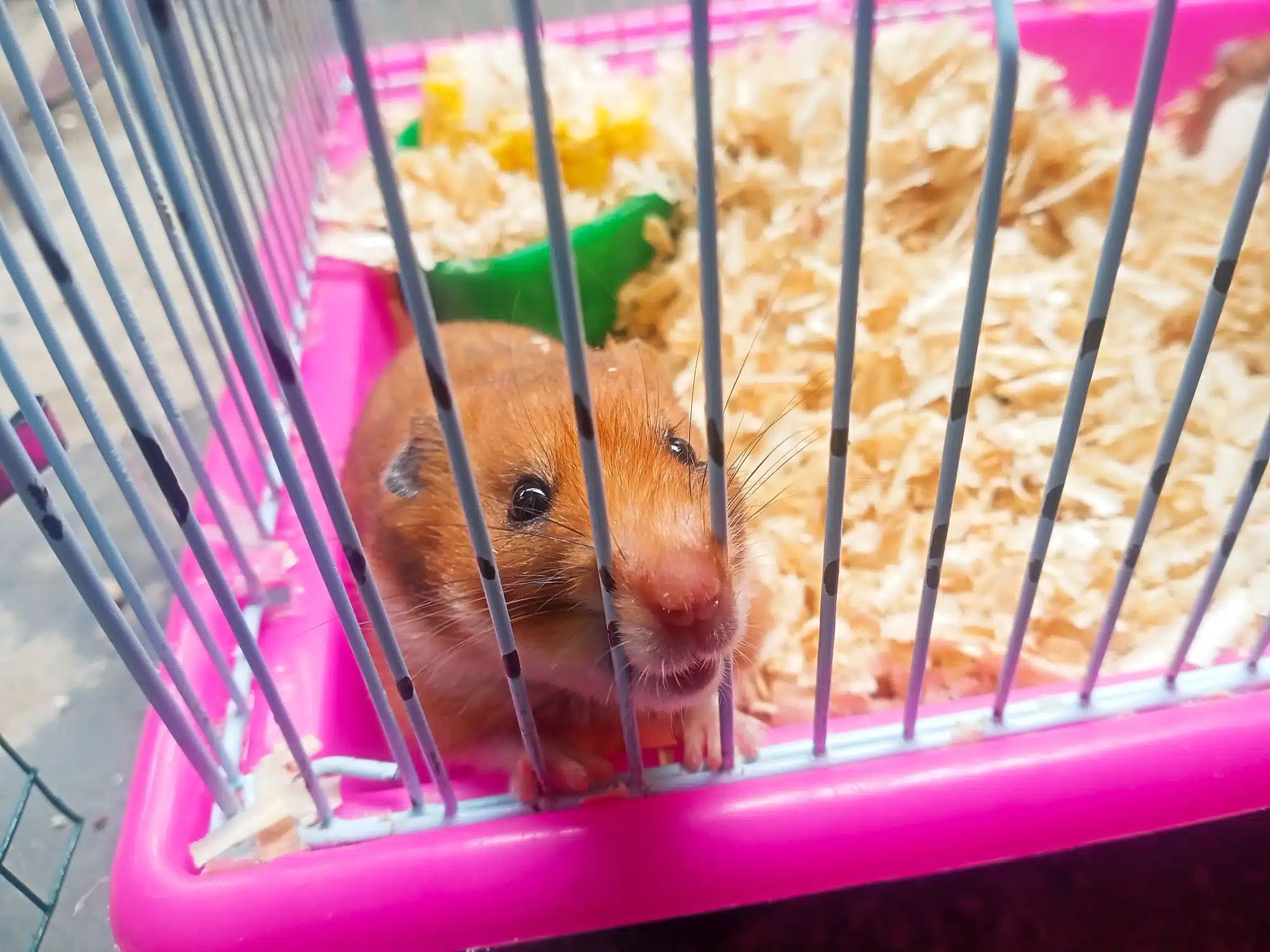 Hamster cages on outlet sale