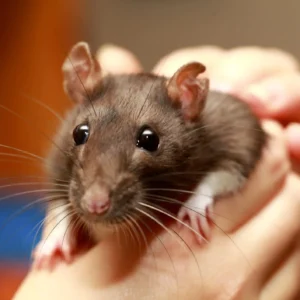 How-to-stop-rats-from-smelling
