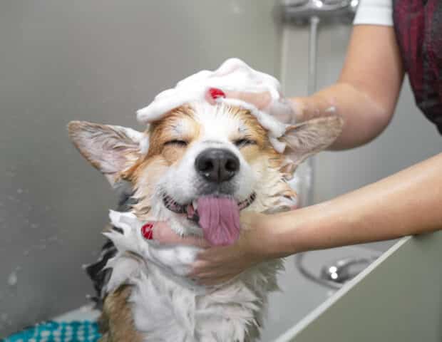 Corgi having a bath