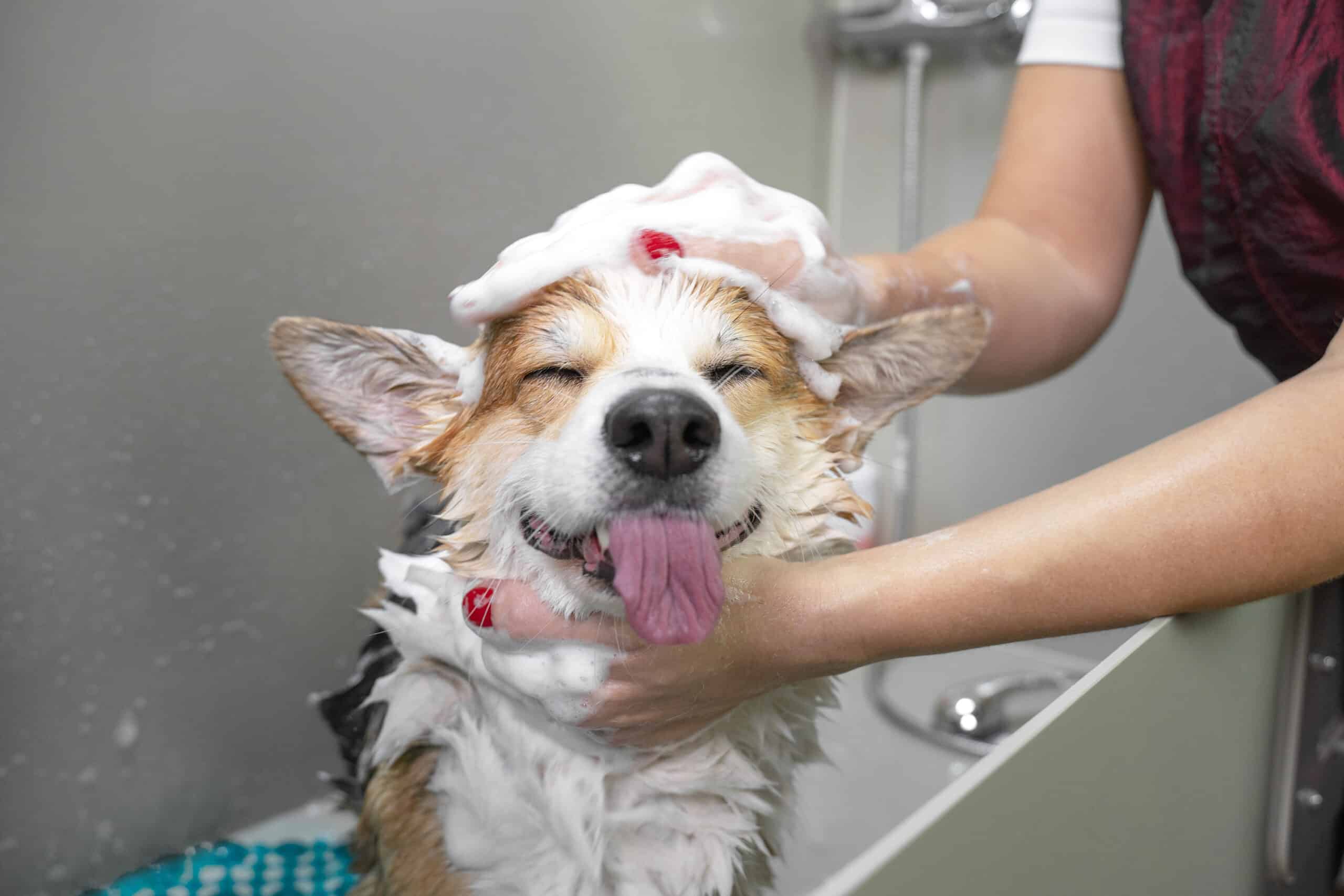 Best dog deodorizing shampoo best sale