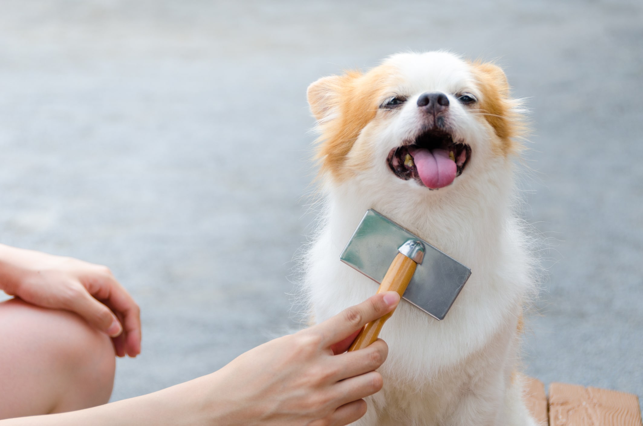 can you use human detangler on dogs